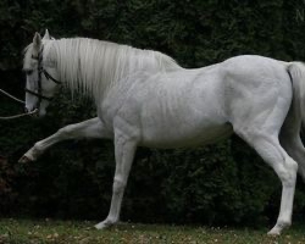 stallion Mill Pond xx (Thoroughbred, 1986, from Mill Reef xx)