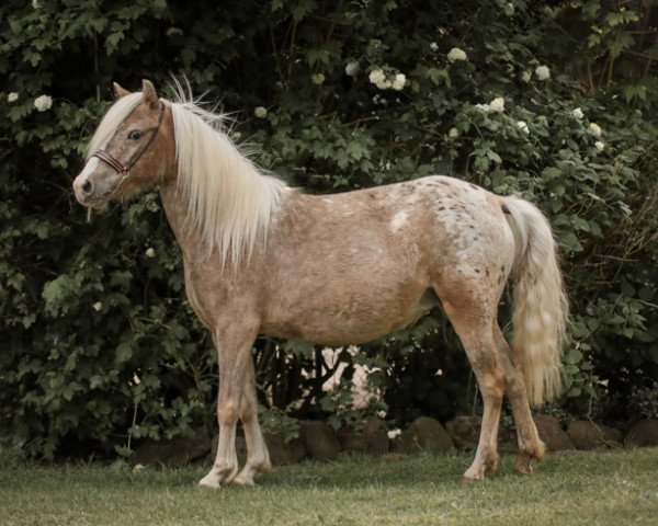 broodmare Blue Angel vom Regenbogen (German Classic Pony, 2016, from Avajo)