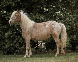 Zuchtstute Blue Angel vom Regenbogen (Deutsches Classic Pony, 2016, von Avajo)