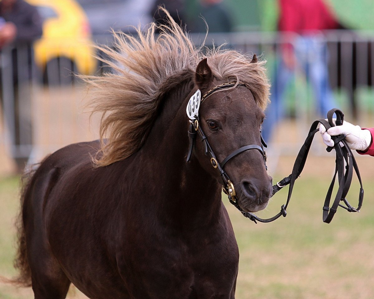 Deckhengst East-Dikes Joker (Deutsches Classic Pony, 2006, von Jacob's Kroenung)