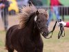 stallion East-Dikes Joker (German Classic Pony, 2006, from Jacob's Kroenung)