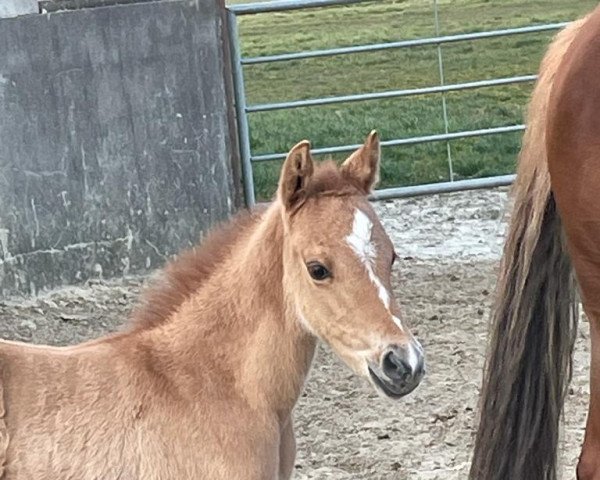 dressage horse Die kleine Rose (German Riding Pony, 2022, from Dating At NRW)