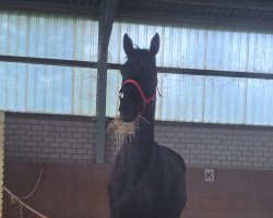 horse Made my Day (Hannoveraner, 2019, from Maracana)