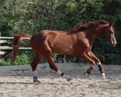 dressage horse Quattro Neo (German Sport Horse, 2016, from Quaterback)