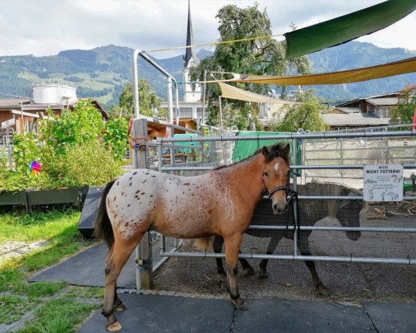 horse Confettis Allegro (German Classic Pony, 2018, from All Inclusive vom Jägerhof)