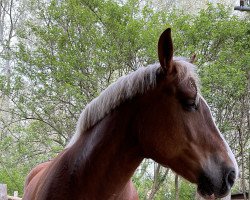 Pferd Sarah´s Starlight (Noriker, 2013, von Barock Nero XIV)