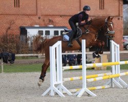 jumper Doran (Swedish Warmblood, 2006, from Indoctro)