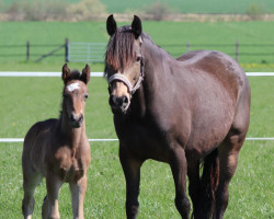 Dressurpferd Hengst von A kind of Magic / Vincent (Deutsches Reitpony, 2022, von A kind of Magic 5)