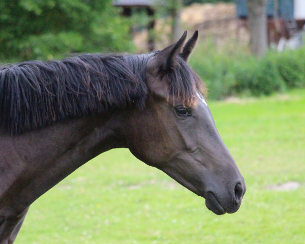 dressage horse Diva's Deern L (German Riding Pony, 2021, from Kastanienhof Donnertrommler)