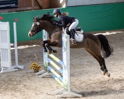 dressage horse Groeze's D-Day (Nederlands Welsh Ridepony, 2014, from King William)