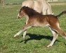 jumper Querida de Stiella JG (Oldenburg show jumper, 2023, from Querido Vg)