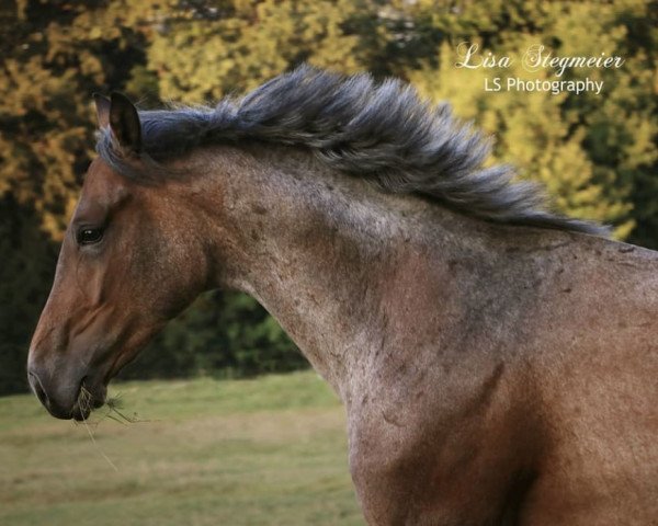 Pferd Cayroan RW (Württemberger, 2015, von Cayanosch)