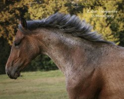 horse Cayroan RW (Württemberger, 2015, from Cayanosch)