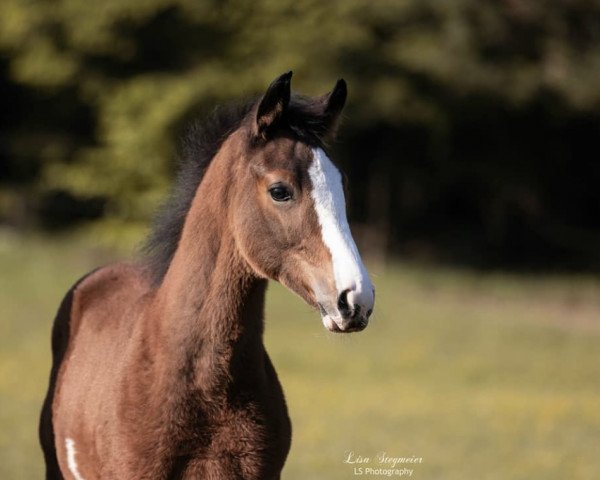 horse Colory Moon Rocket R (Trakehner, 2020, from Silvery Moon xx)