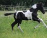 dressage horse Coloured Caesium R (Trakehner, 2017, from Helium)