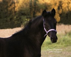 Dressurpferd Kohlrabenschwarz R (Trakehner, 2018, von Helium)