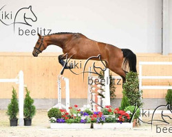 jumper Walouna Sky (Oldenburg show jumper, 2018, from Balou du Rouet)