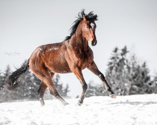 Pferd Night King xx (Englisches Vollblut, 2014, von Areion xx)