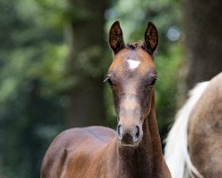 Pferd Durin HL (Deutsches Reitpony, 2022, von Da Vinci Hs)