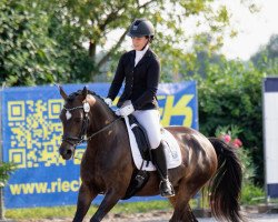 broodmare Heidewinde's Evita (Nederlands Welsh Ridepony, 2007, from Orchard Red Prince)