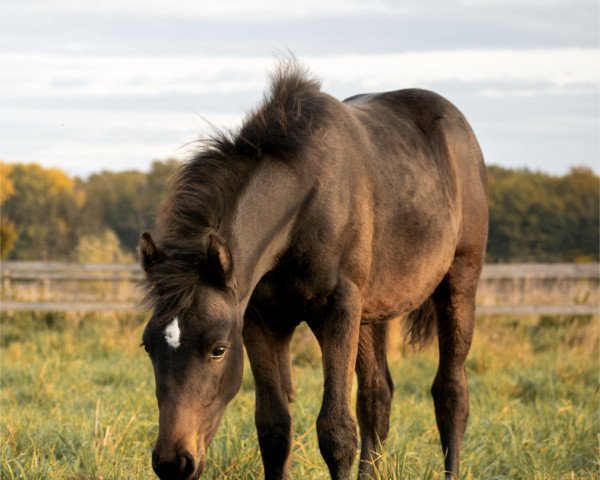 dressage horse Novelio (German Riding Pony, 2022, from Neverland WE)