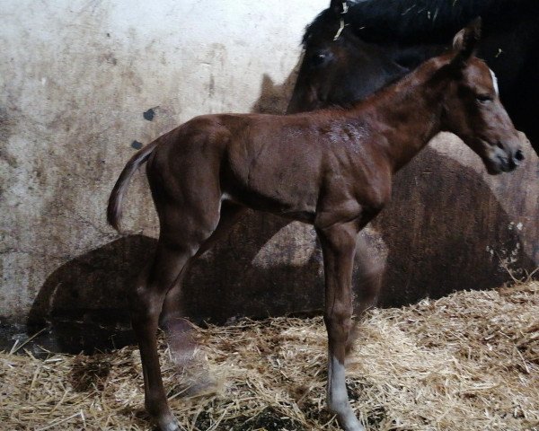 Dressurpferd Geile Layla RW (Deutsches Edelblutpferd, 2023, von Ghost of Winnetou RW)