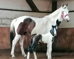 dressage horse Color of Moonless Night (Trakehner, 2023, from Grenoble)