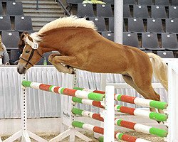 Deckhengst Maibube (Haflinger, 2008, von Mailänder)