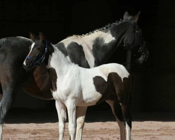 dressage horse Imala von Duncan (German noble blood horse, 2022, from Duncan LSR)