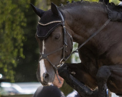 Springpferd Conny Royal (Rheinländer, 2010, von Castellini)