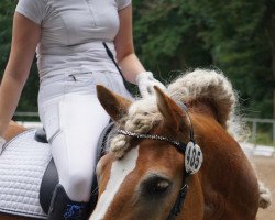 dressage horse Noel 84 (Haflinger, 2011, from Nikora)