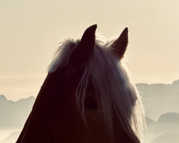 horse Chess van ‘t leestenschhof (Haflinger,  )