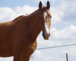 dressage horse Skyfall 16 (Oldenburg, 2009, from Sir Donnerhall I)