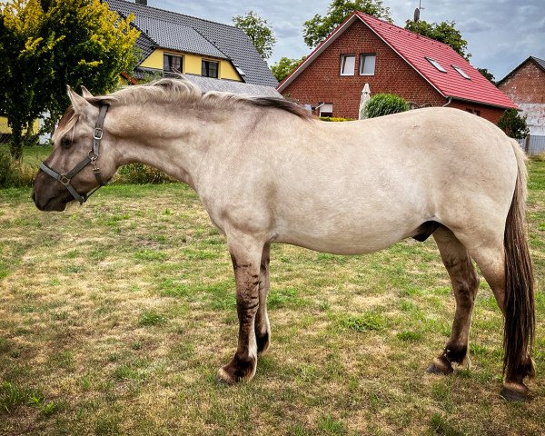 horse Maverick (Liebethaler horse, 2020)