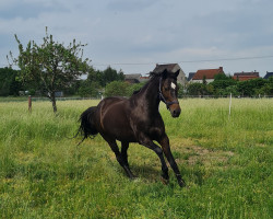 broodmare Clementine (unknown, 2008, from Con Sherry)