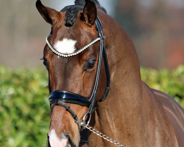 stallion Armani Gold HW (Westphalian, 2020, from Arcachon)
