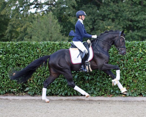 stallion Eleven HW (Westphalian, 2019, from Escamillo)