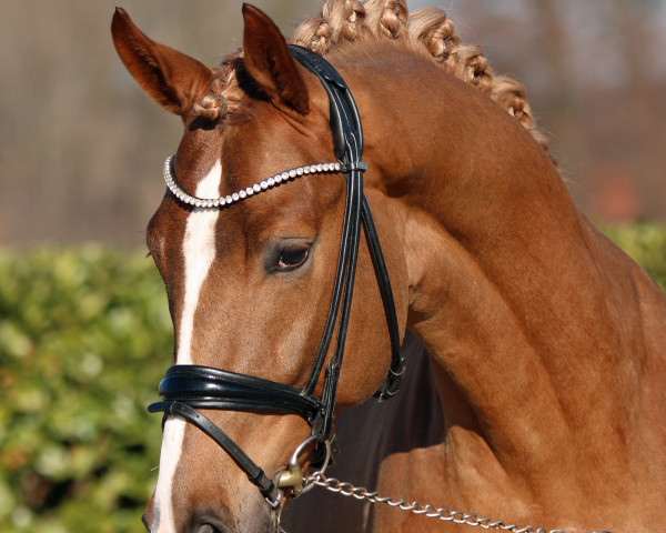 dressage horse Emiliano (Westphalian, 2020, from Escamillo)