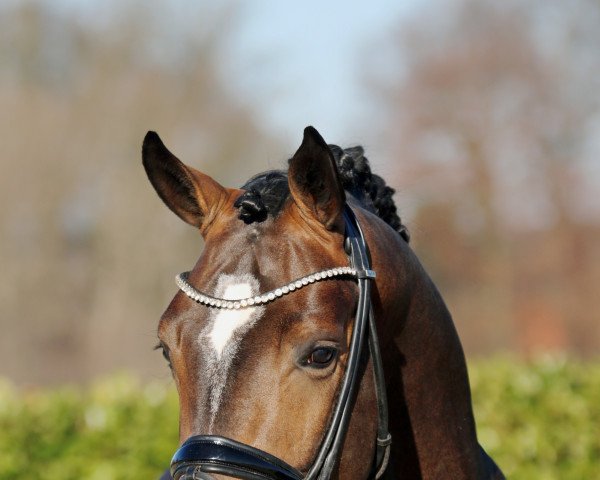 stallion Eminence HW (Hanoverian, 2020, from Escamillo)