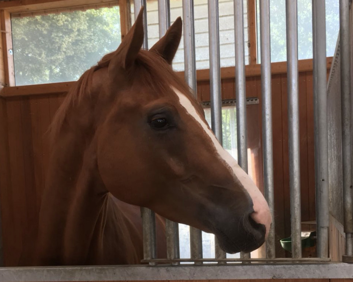 horse Sancho K (Hanoverian, 2014, from Sarotti Mocca-Sahne)