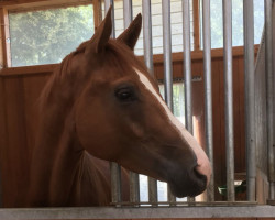 dressage horse Sancho K (Hanoverian, 2014, from Sarotti Mocca-Sahne)