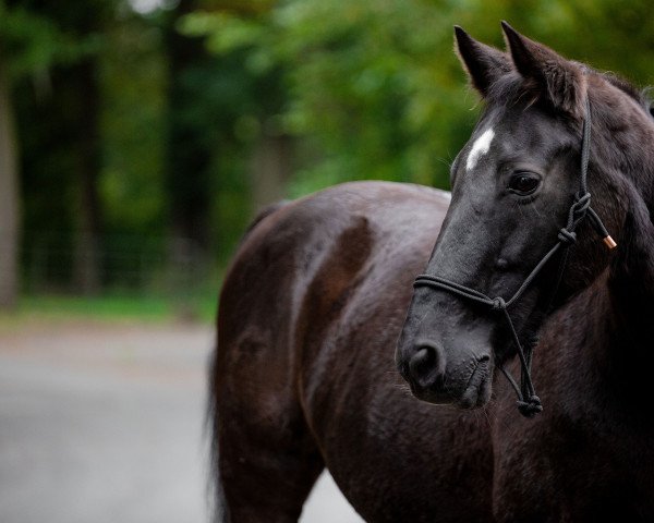 Pferd Pour Quoi Pas 2 (KWPN (Niederländisches Warmblut), 1997, von Grosso Z)