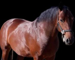 Pferd Freiberger (Dutch Harness Horse/Tuigpaard, 2014, von Quendal CH)