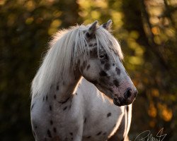 Pferd Confettis Aladin (Deutsches Classic Pony, 2020, von All Inclusive vom Jägerhof)