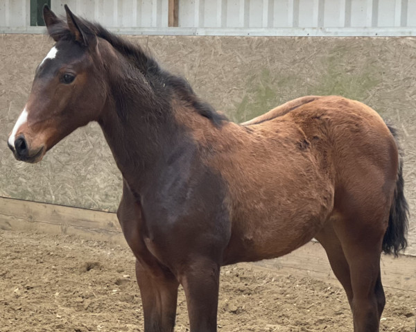 dressage horse Belissimo‘s Baila Bee (Holsteiner, 2022, from Belissimo NRW)