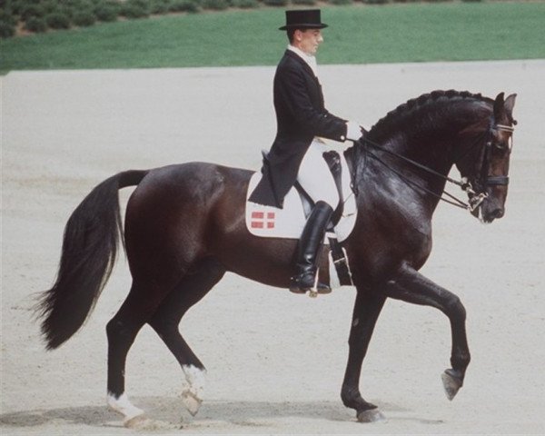 stallion Uffe Korshøjgaard (Heavy Warmblood Denmark, 1985, from Claudie Damsgård)