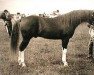 stallion Indian Flame II ox (Arabian thoroughbred, 1964, from Indian Magic ox)