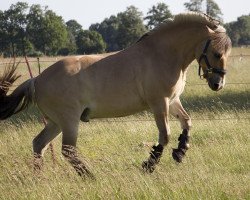 horse Lillebror B (Fjord Horse, 2008, from Lenngard)