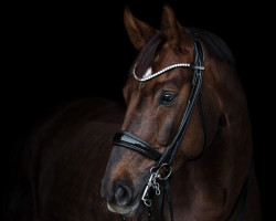 dressage horse Benoît (Westphalian, 2015, from Belissimo NRW)