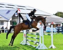 jumper Casino du Bonheur (Hanoverian, 2011, from Conteur)